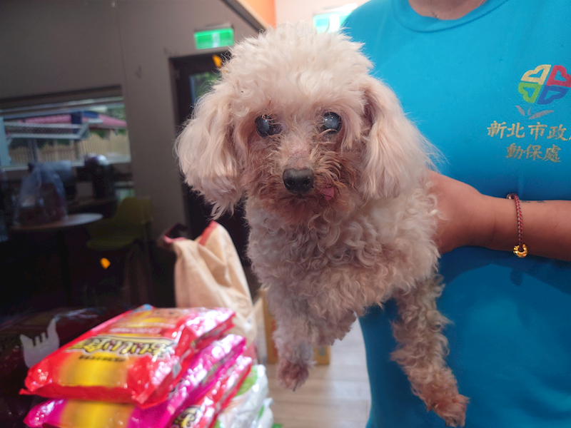 新北市中和區公立動物之家,編號:459506, 貴賓犬        