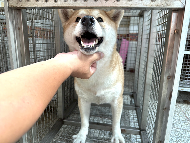 高雄市壽山動物保護教育園區,編號:463144, 柴犬                  