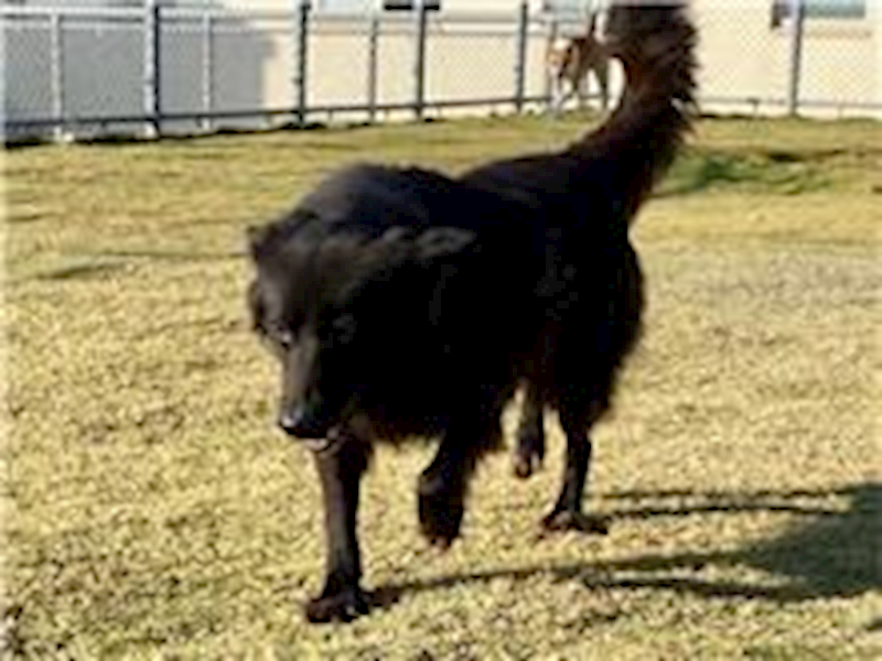 新竹市動物保護教育園區,編號:29231, 混種犬          