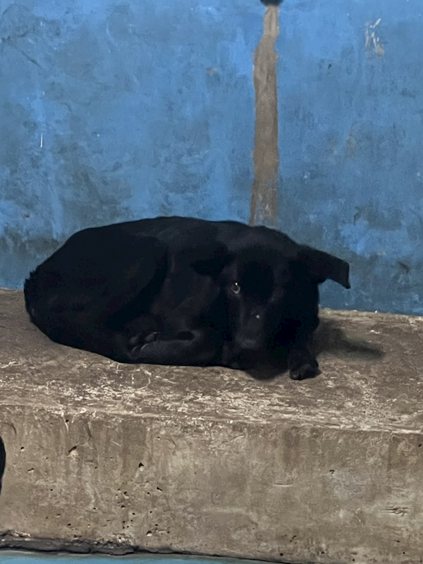 苗栗縣動物保護教育園區,編號:447631, 混種犬          