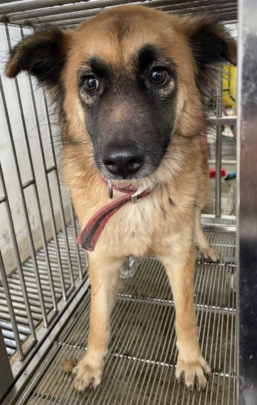 花蓮縣狗貓躍動園區,編號:444927, 混種犬          
