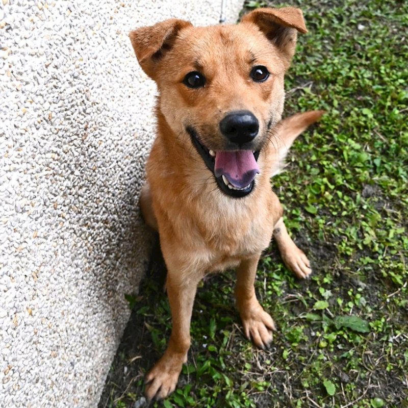 花蓮縣狗貓躍動園區,編號:389600, 混種犬          