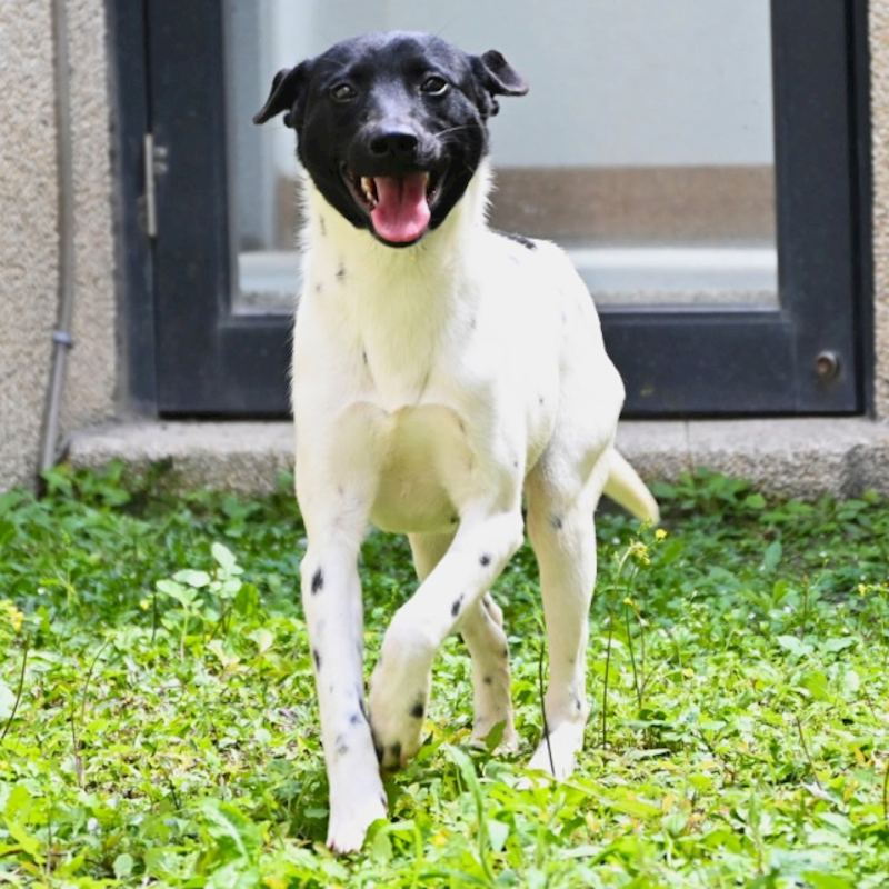 花蓮縣狗貓躍動園區,編號:389603, 混種犬          