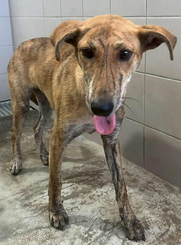 花蓮縣狗貓躍動園區,編號:458312, 混種犬          