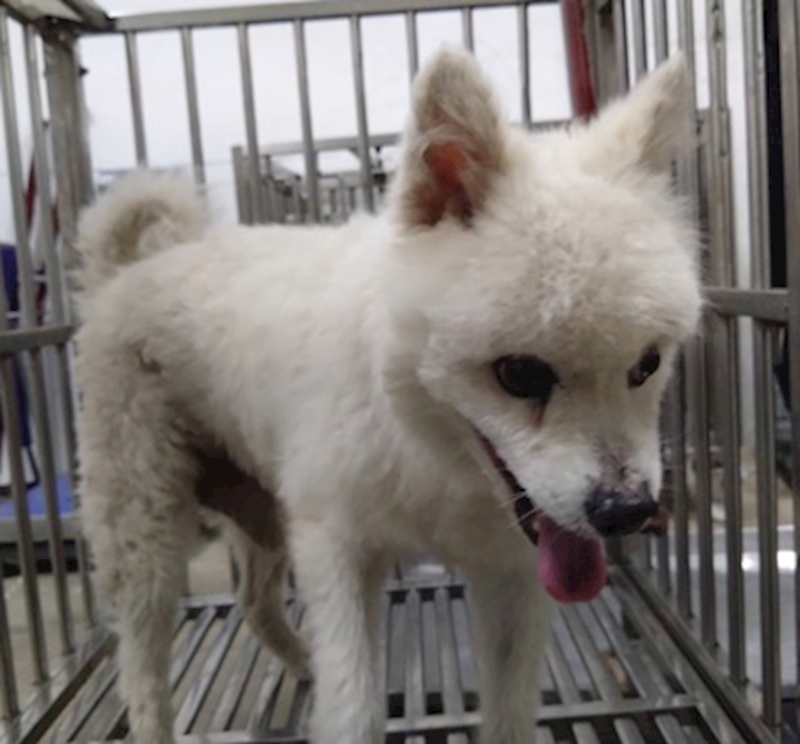 臺中市動物之家后里園區,編號:460920, 混種犬          