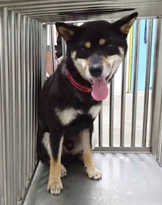 臺中市動物之家后里園區,編號:459752, 柴犬                  