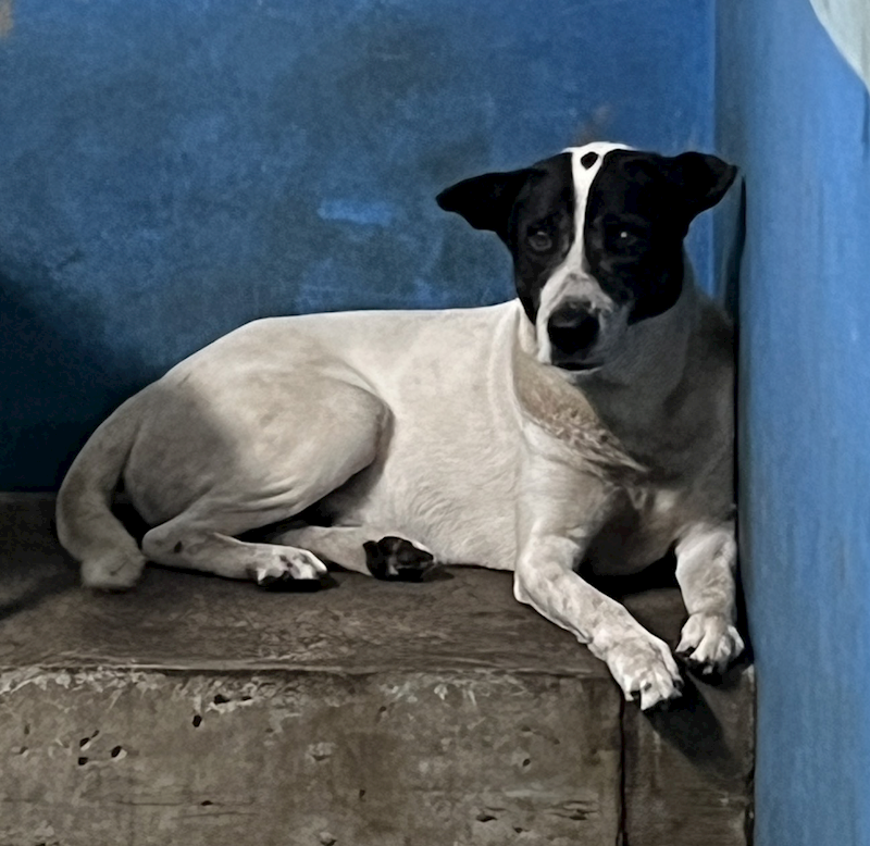 苗栗縣動物保護教育園區,編號:456475, 混種犬          