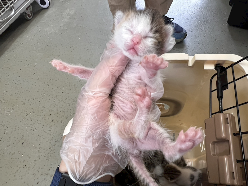 桃園市動物保護教育園區,編號:446507, 混種貓                 