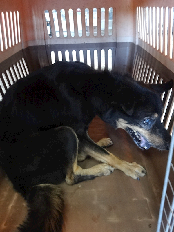 宜蘭縣流浪動物中途之家,編號:463185, 混種犬          