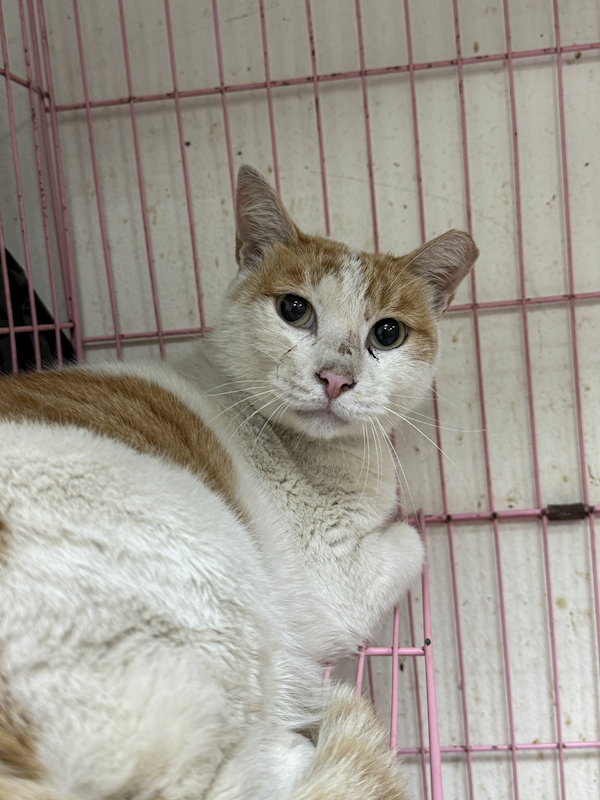 苗栗縣動物保護教育園區,編號:453691, 混種貓                 
