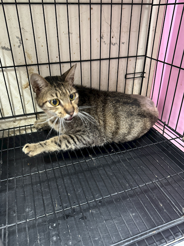 苗栗縣動物保護教育園區,編號:419924, 混種貓                 