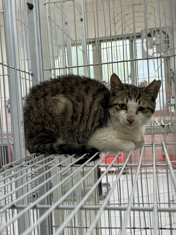 苗栗縣動物保護教育園區,編號:399706, 混種貓                 