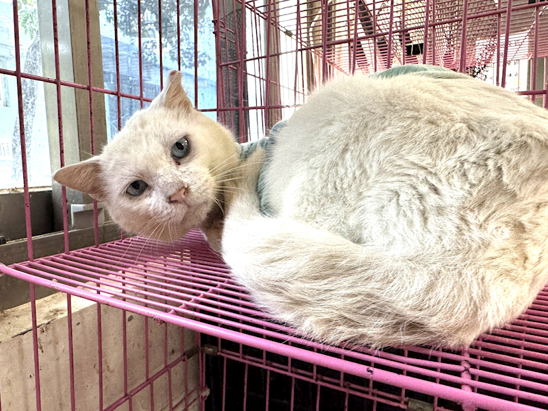 苗栗縣動物保護教育園區,編號:450059, 混種貓                 