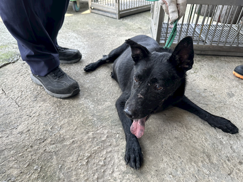 桃園市動物保護教育園區,編號:449979, 混種犬          