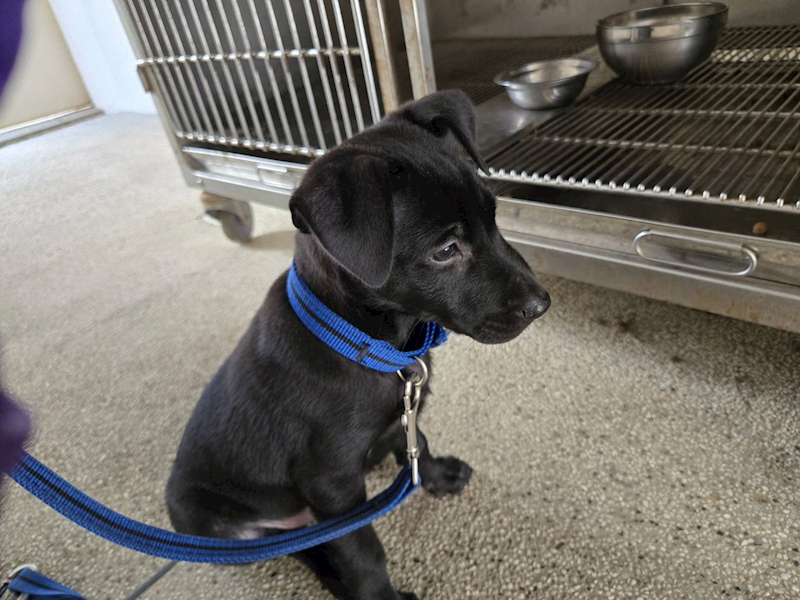 新竹市動物保護教育園區,編號:461273, 混種犬          