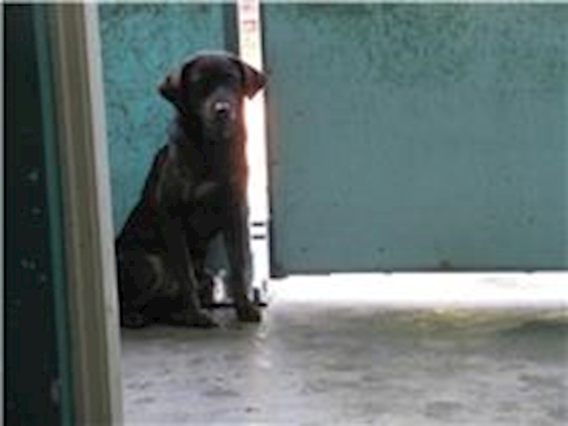 新竹市動物保護教育園區,編號:29256, 混種犬          