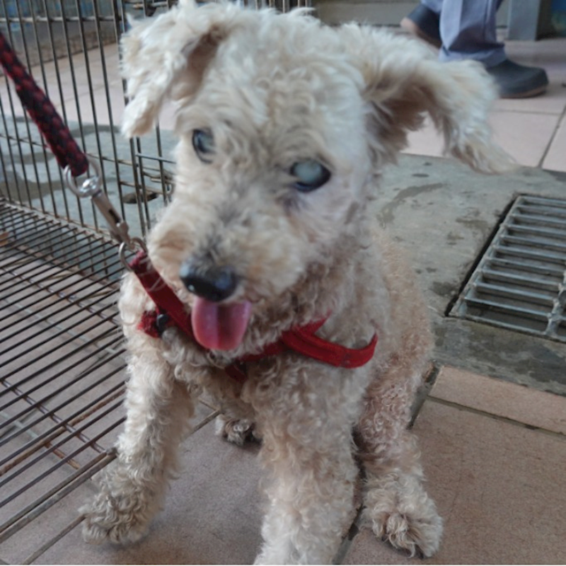 臺南市動物之家灣裡站,編號:410581, 貴賓犬        