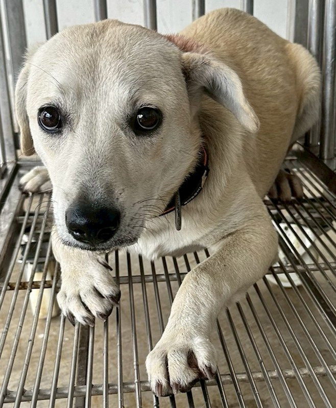 花蓮縣狗貓躍動園區,編號:440292, 混種犬          