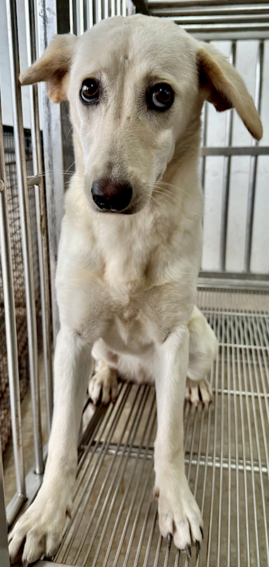 花蓮縣狗貓躍動園區,編號:433558, 混種犬          