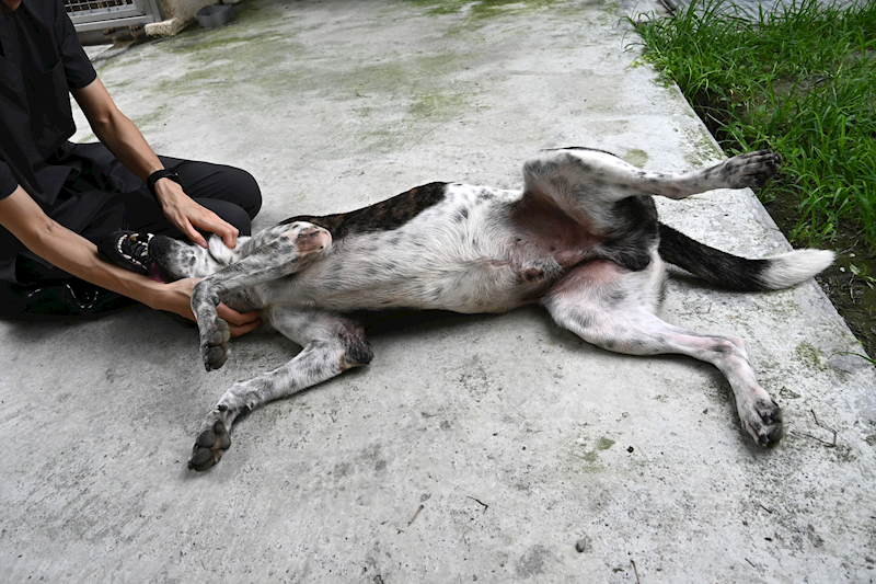 花蓮縣狗貓躍動園區,編號:353925, 混種犬          