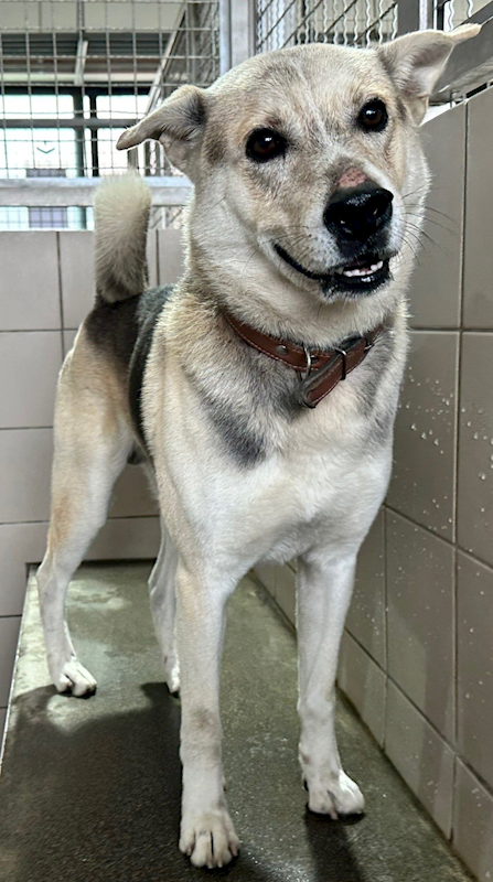 花蓮縣狗貓躍動園區,編號:393893, 混種犬          