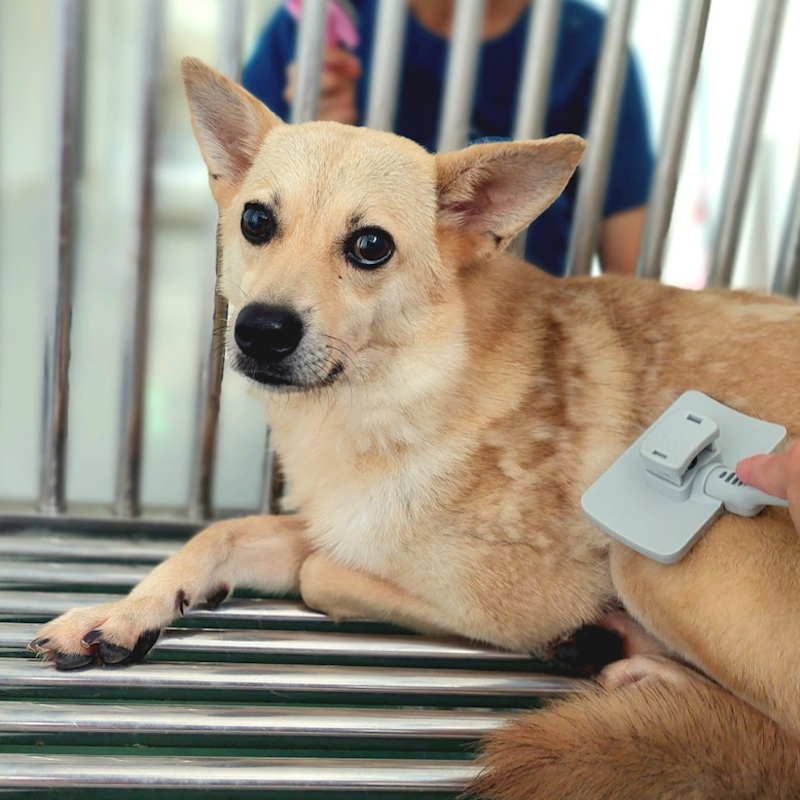 花蓮縣狗貓躍動園區,編號:286370, 混種犬          