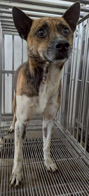 花蓮縣狗貓躍動園區,編號:452643, 混種犬          