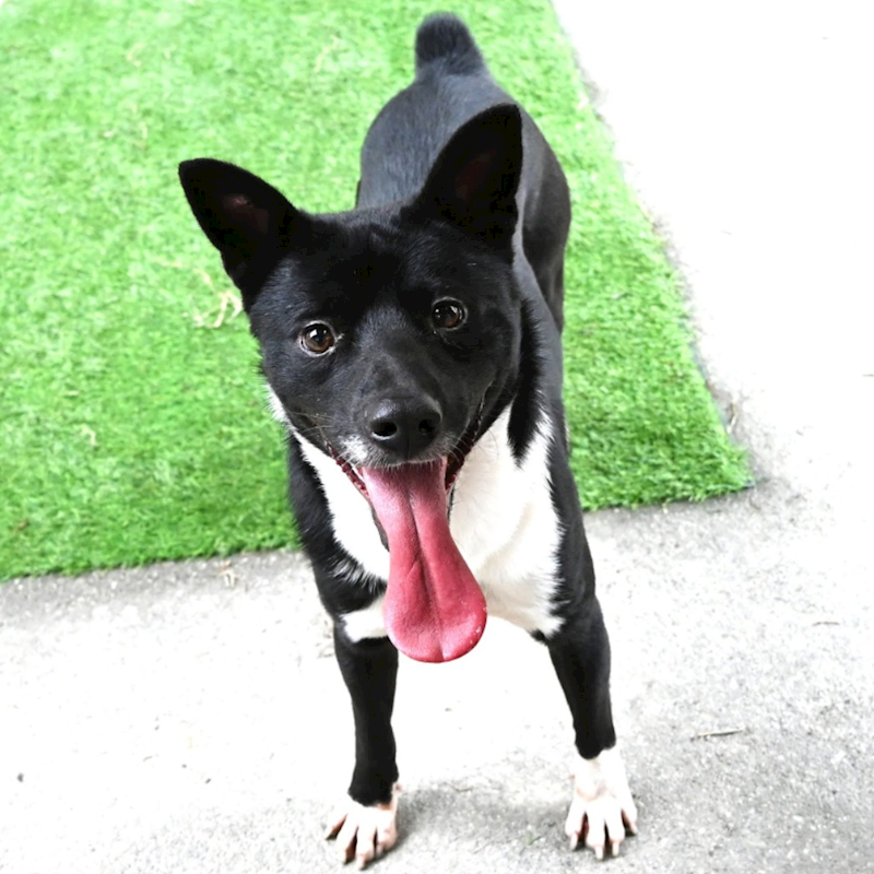 花蓮縣狗貓躍動園區,編號:433414, 混種犬          
