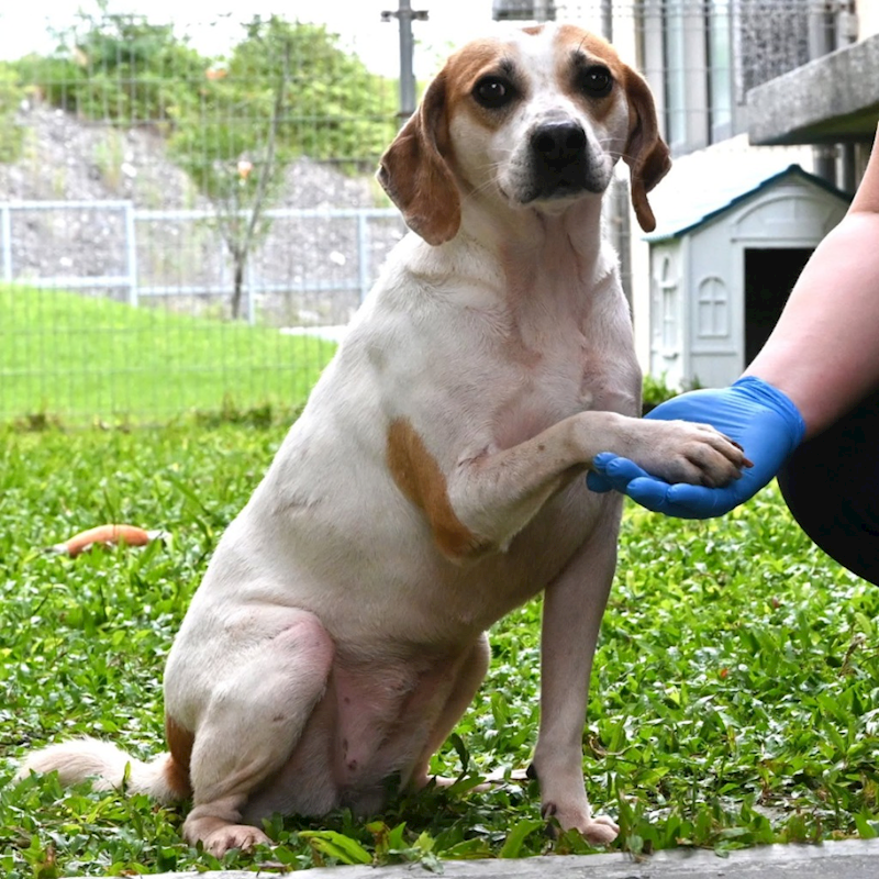 花蓮縣狗貓躍動園區,編號:403954, 混種犬          