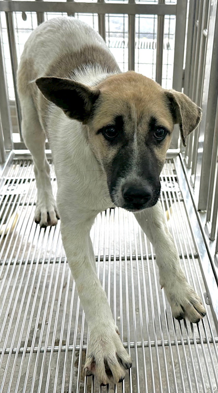 花蓮縣狗貓躍動園區,編號:387083, 混種犬          