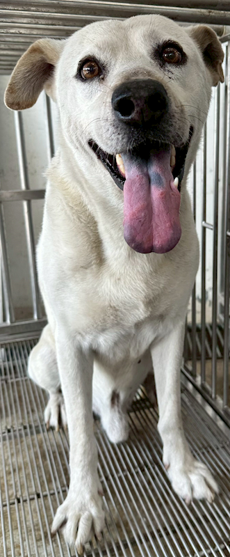 花蓮縣狗貓躍動園區,編號:448706, 混種犬          
