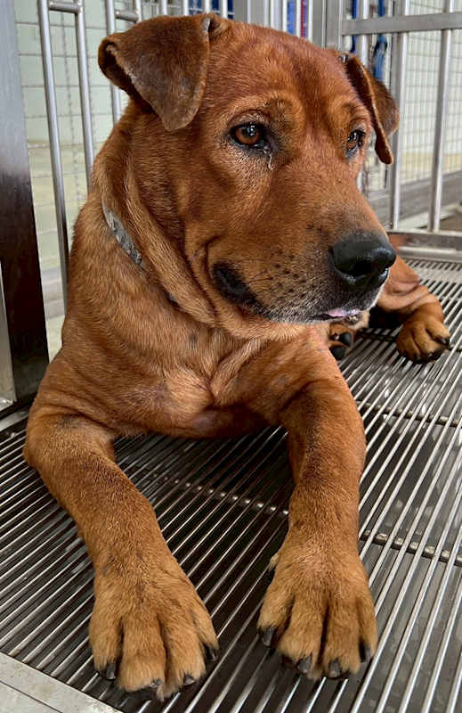 花蓮縣狗貓躍動園區,編號:414707, 混種犬          