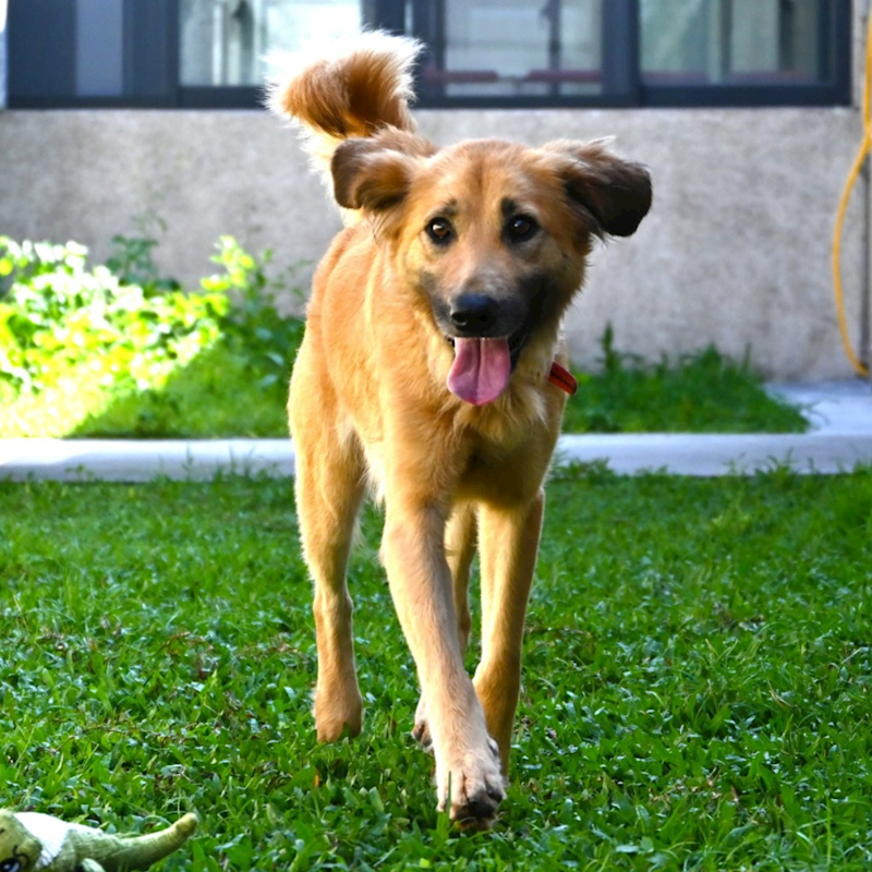 花蓮縣狗貓躍動園區,編號:388784, 混種犬          