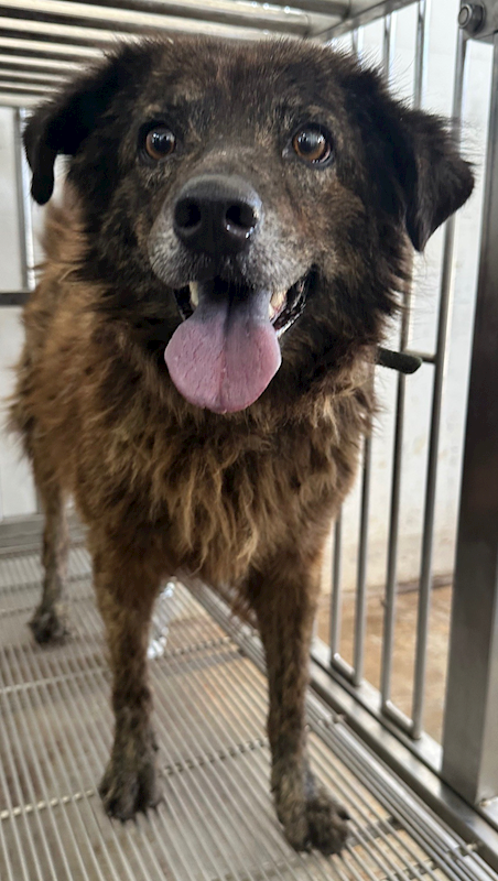 花蓮縣狗貓躍動園區,編號:413184, 混種犬          