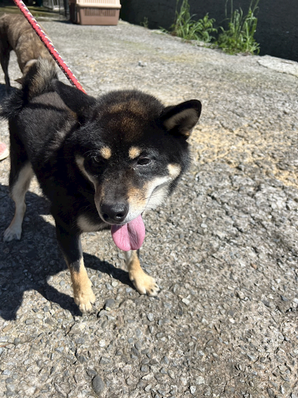 新北市三芝區公立動物之家,編號:458541, 柴犬                  