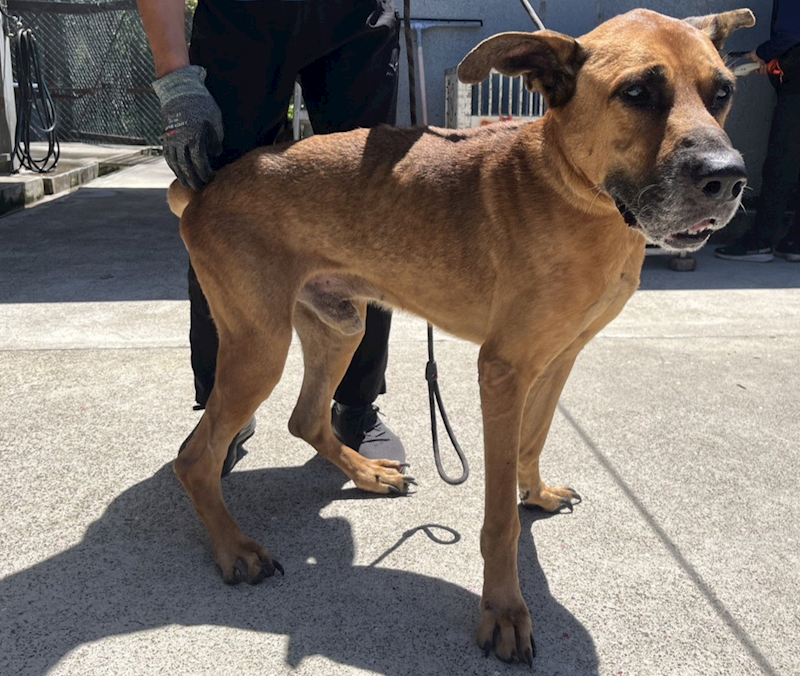 桃園市動物保護教育園區,編號:463228, 混種犬          