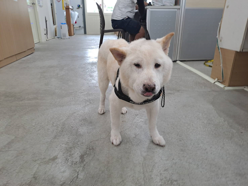 臺北市動物之家,編號:380372, 柴犬                  
