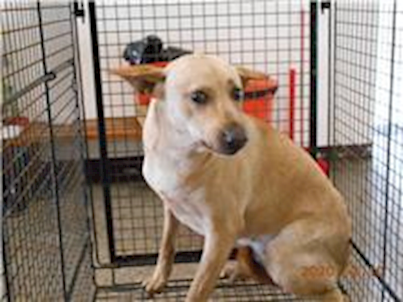 桃園市動物保護教育園區,編號:188157, 混種犬          