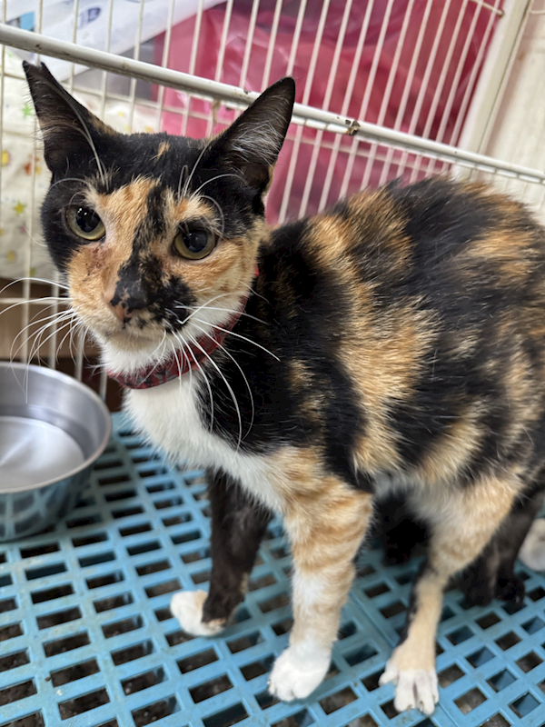 苗栗縣動物保護教育園區,編號:422867, 混種貓                 