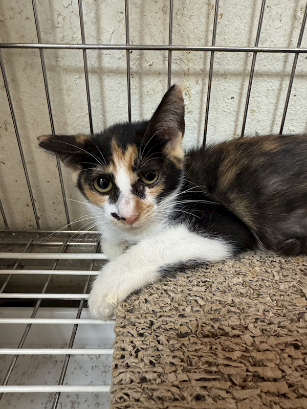 苗栗縣動物保護教育園區,編號:461752, 混種貓                 
