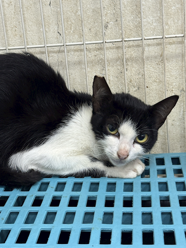 苗栗縣動物保護教育園區,編號:458464, 混種貓                 