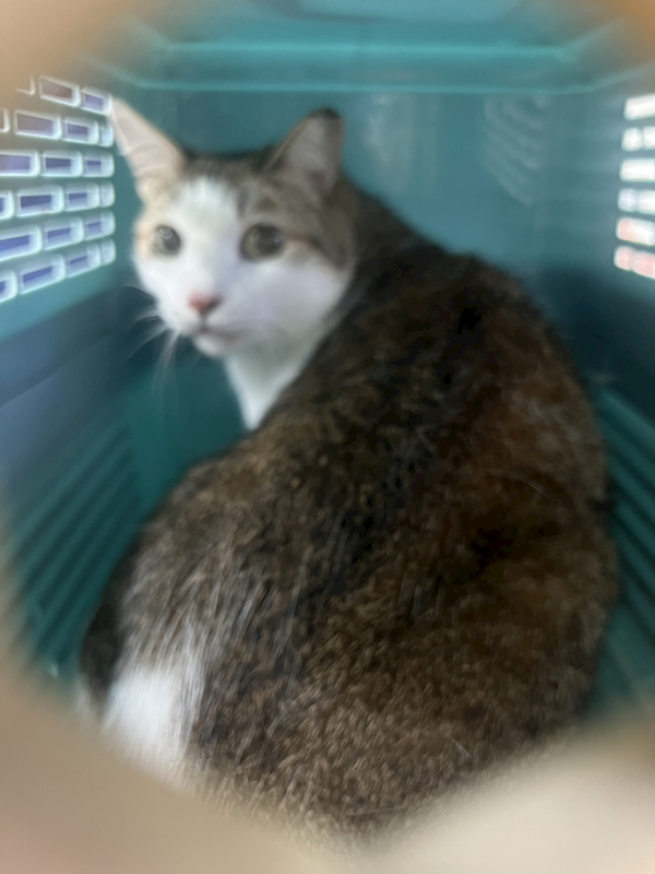 苗栗縣動物保護教育園區,編號:452679, 混種貓                 