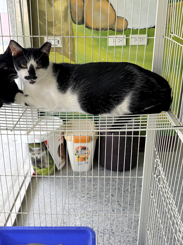 苗栗縣動物保護教育園區,編號:460301, 混種貓                 