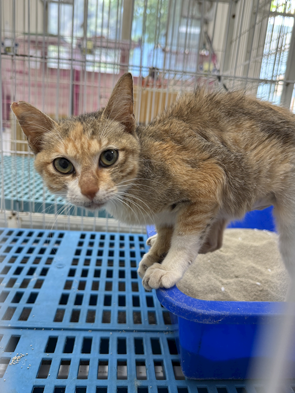 苗栗縣動物保護教育園區,編號:449084, 混種貓                 