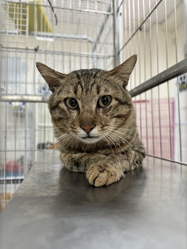 苗栗縣動物保護教育園區,編號:401313, 混種貓                 