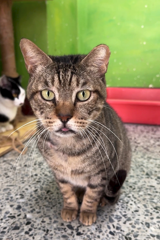 苗栗縣動物保護教育園區,編號:403974, 混種貓                 