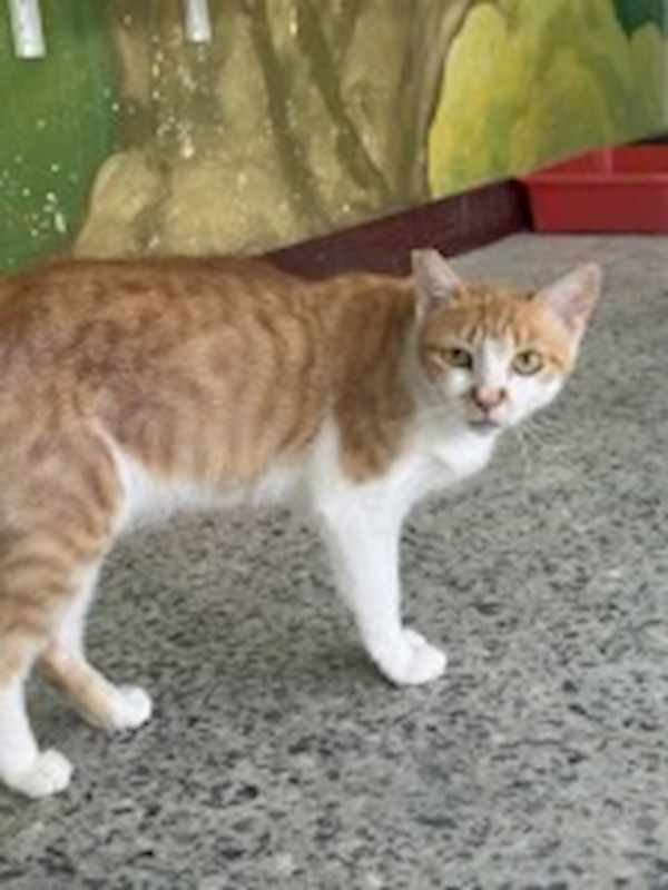 苗栗縣動物保護教育園區,編號:460283, 混種貓                 