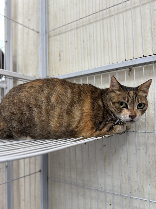 苗栗縣動物保護教育園區,編號:410571, 混種貓                 