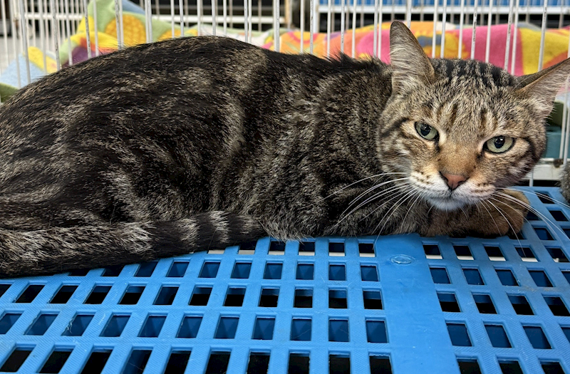 苗栗縣動物保護教育園區,編號:401315, 混種貓                 