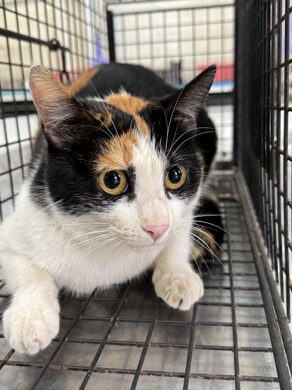 苗栗縣動物保護教育園區,編號:446959, 混種貓                 